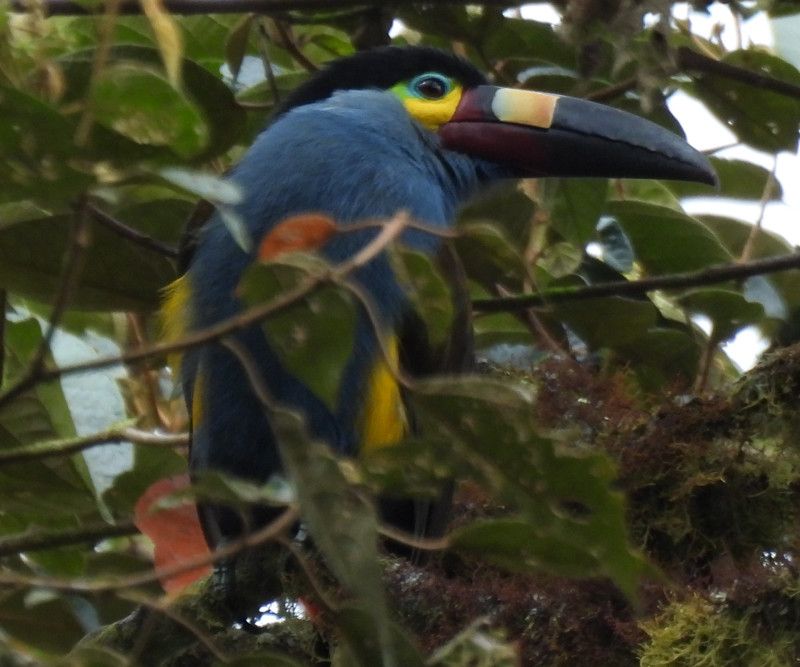 Plate-billed Mountain-Toucan