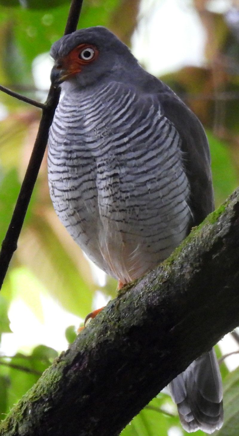 Lined Forest-falcon