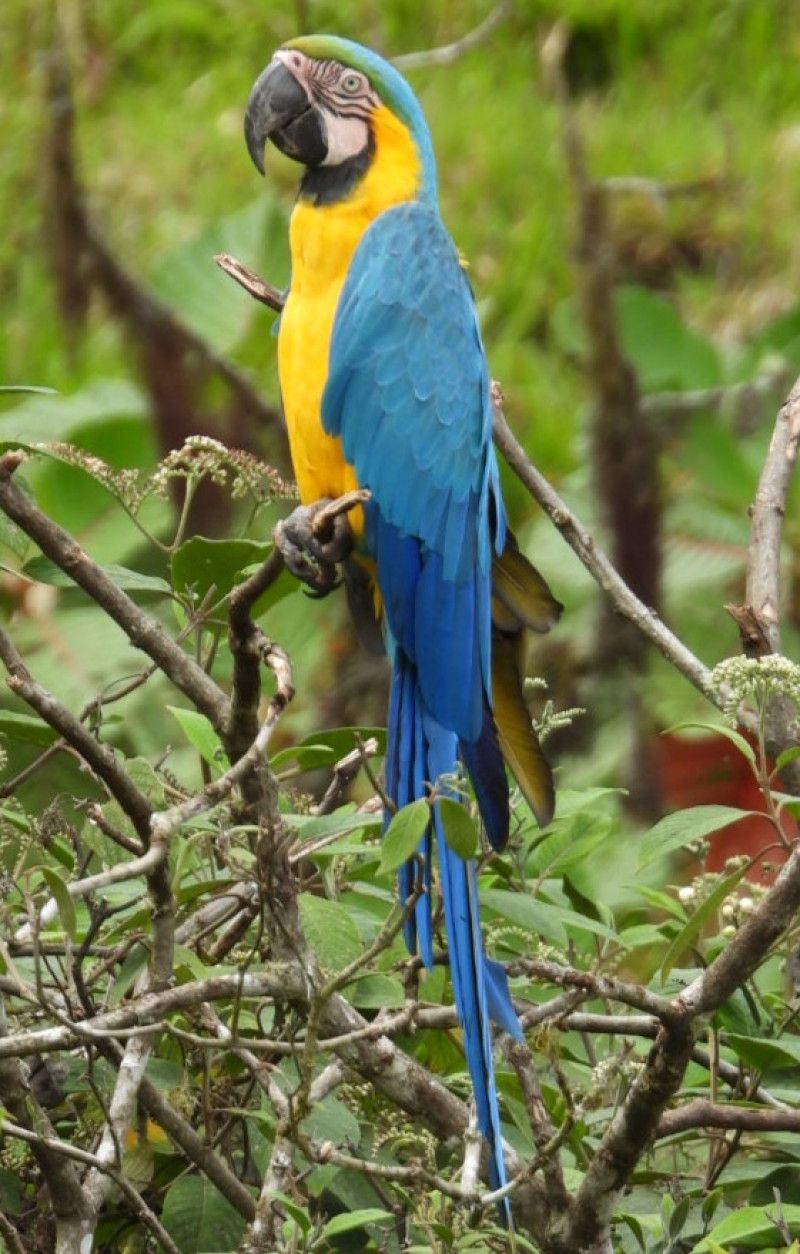 Blue and yellow Macaw