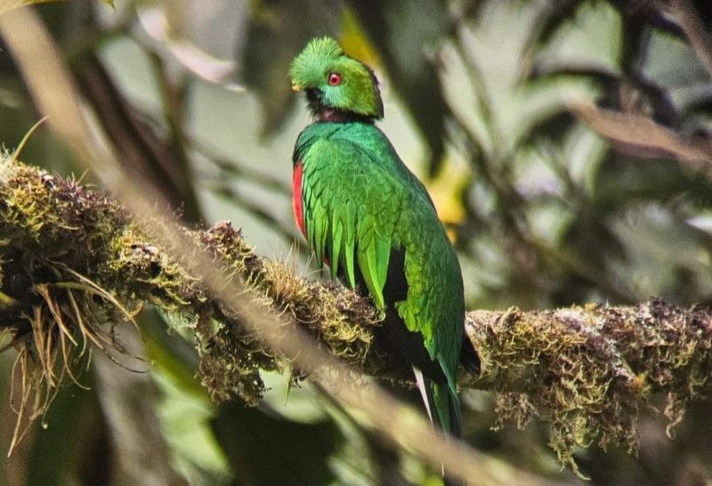 Crested quetzal