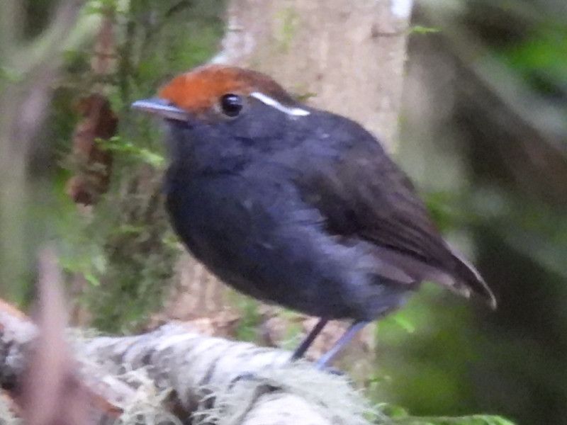 Chestnut-crowned Gnateater