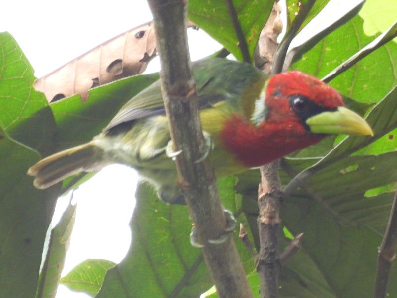 Red-headed Barbet