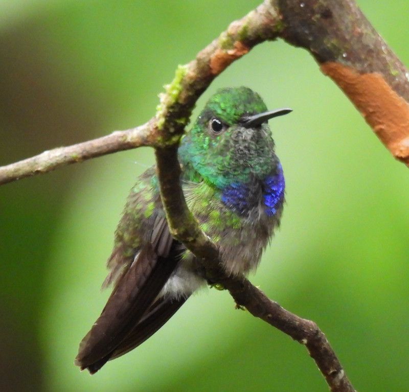 Blue chested Hummingbird