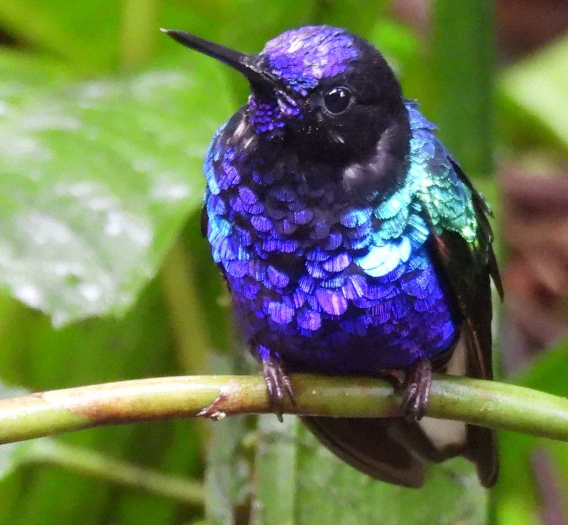 Velvet-purple Coronet