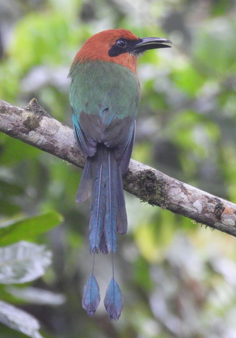 Rufous Motmot