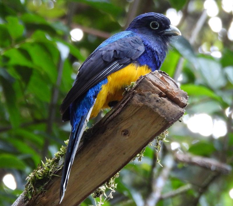 Green-backed Trogon