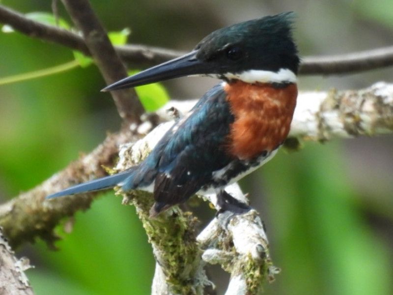 Amazon Kingfisher