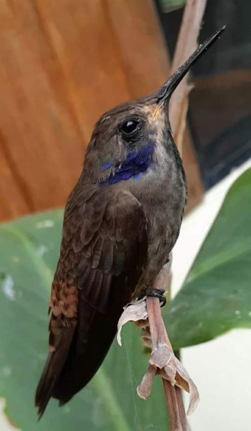 Brown violetear