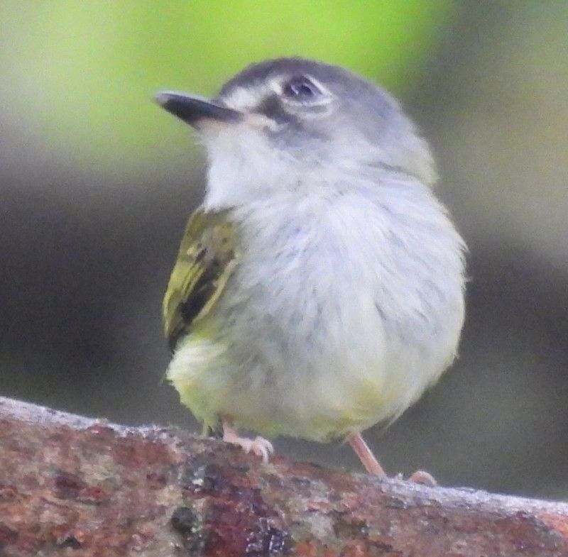 Black capped Pygmy Tyrant