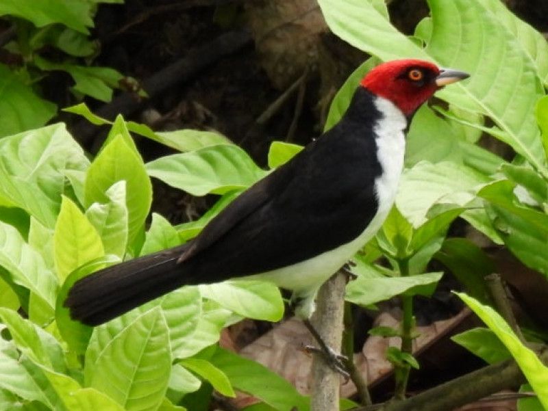 Red-capped Cardinal