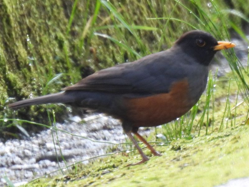 Chestnut-bellied Thrush