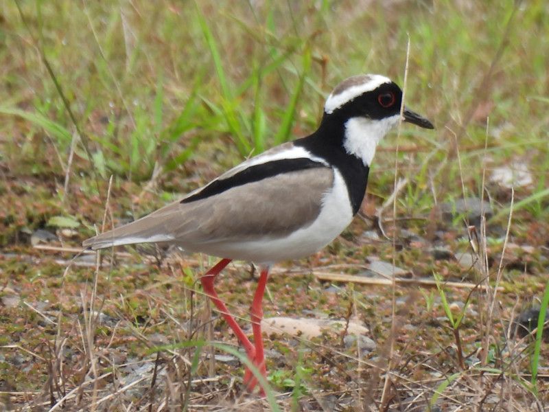 Pied plover