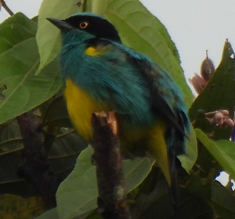 Black face Dacnis