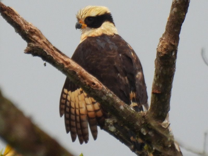 Laughing Falcon