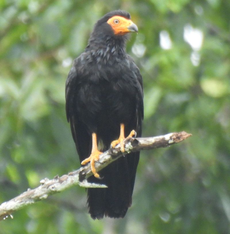 Black caracara