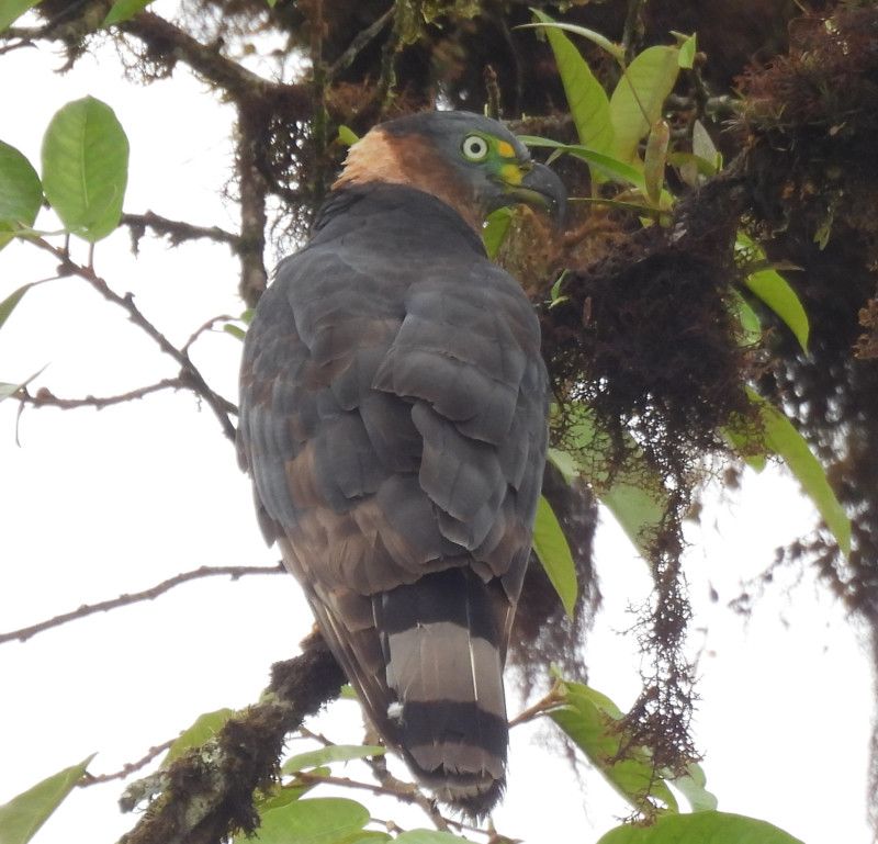 Hook-billed Kite