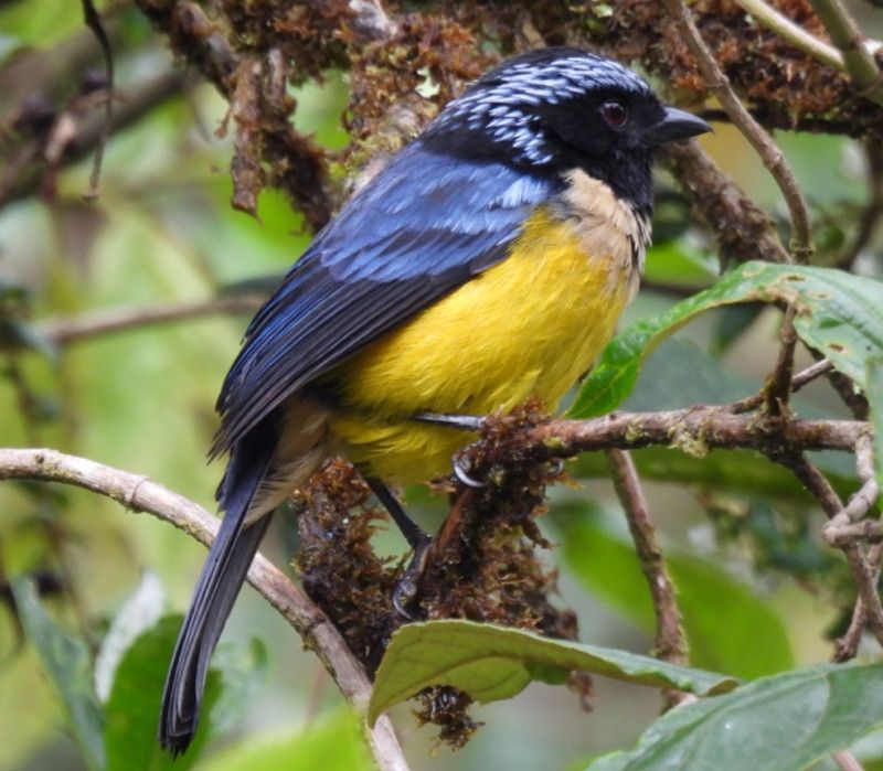 Buff-breasted Mountain Tanager