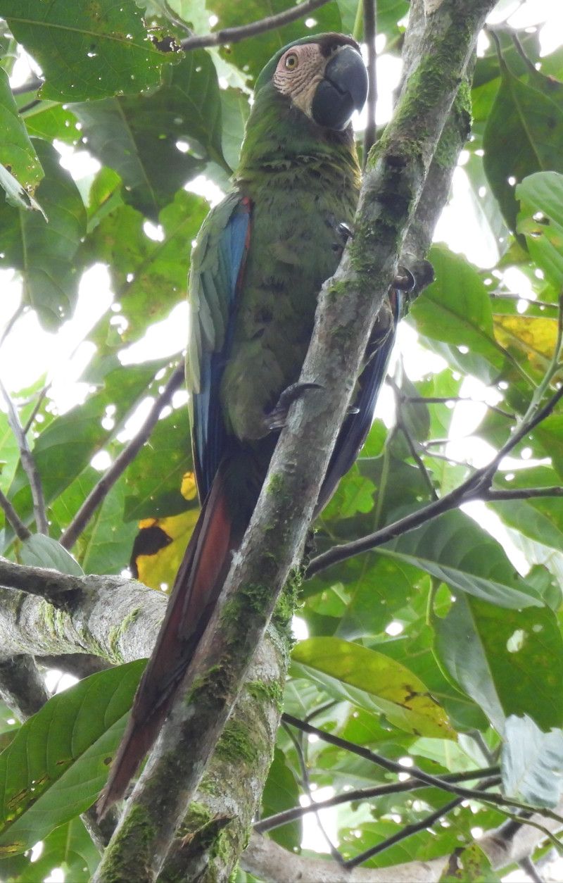 Chestnut-fronted Macaw