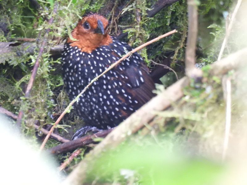 Ocellated tapaculo