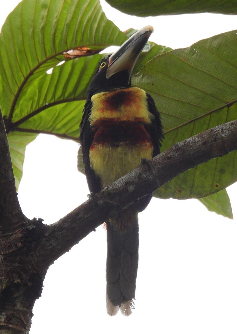 Collared Aracari